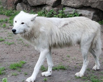 Arctic wolf in Berlin Zoological Garden.JPG